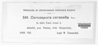 Mycosphaerella cerasella image